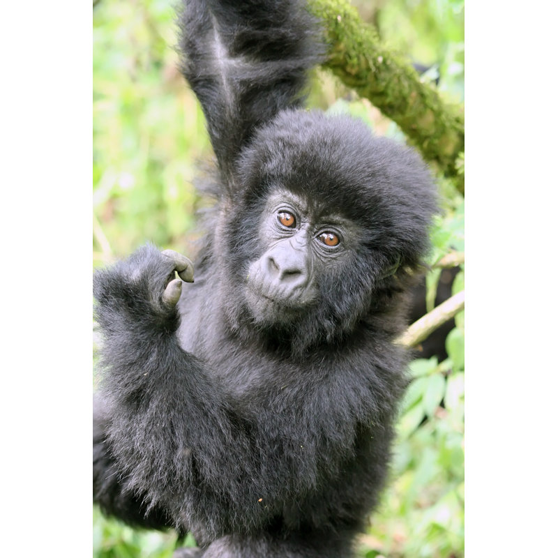 Gorilla - Wrapped Canvas Print, 122cm H x 81cm W x 3.8cm D
