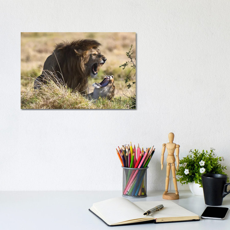 Mating Lions by Elmar Weiss - Wrapped Canvas Print, 20.32cm H x 30.48cm W x 1.9cm D
