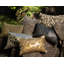 Arowana Pillow Cover & Insert
