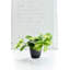 Live Brazil Philodendron Plant in Classic Pot-49662238