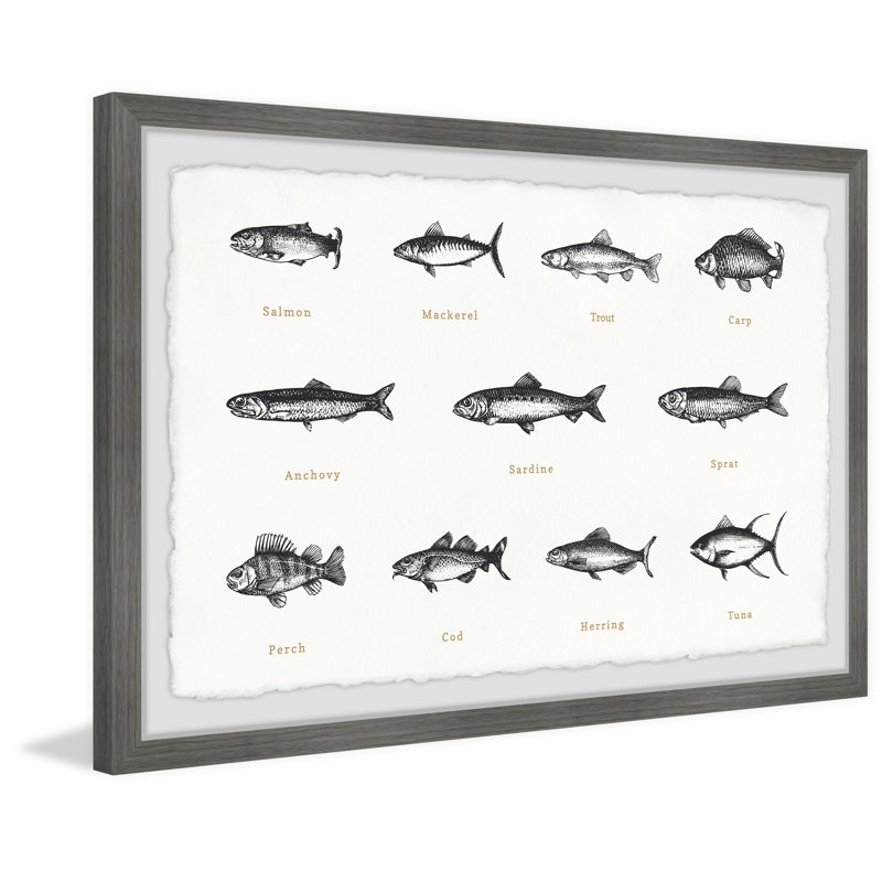 Deep-Sea Fishes In White - Single Picture Frame Print, 61cm H x 91cm W x 3.81cm D