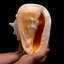 Genuine Horned Helmet Shell (4 Lbs)