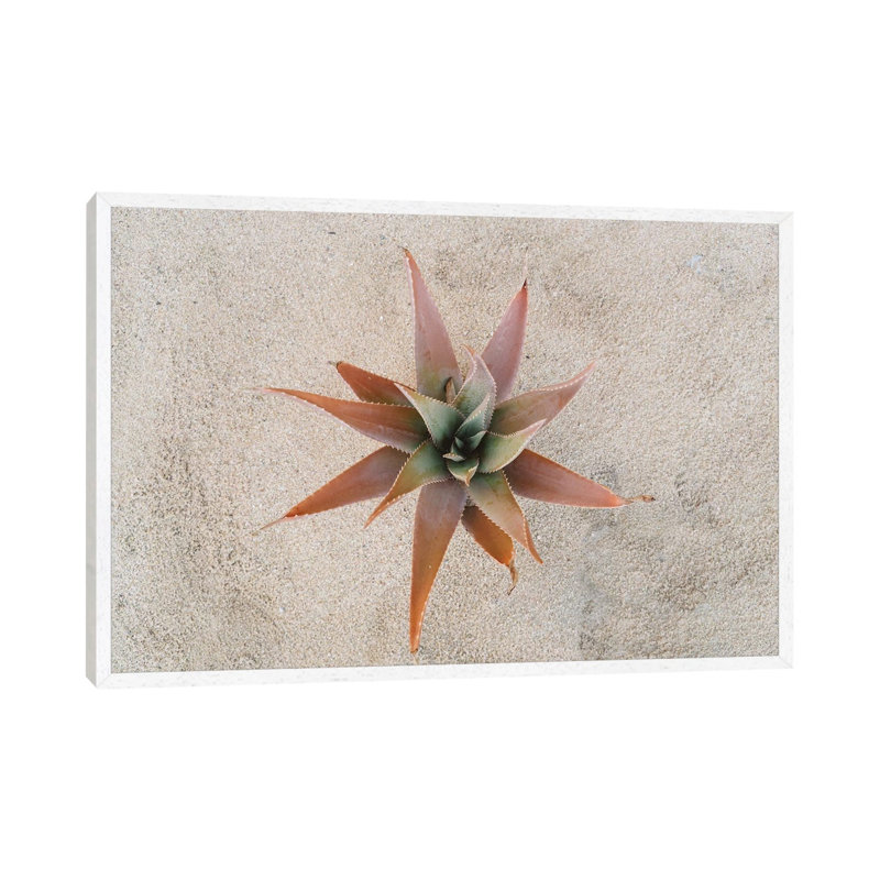 Mexico Succulent by Bethany Young - Print on Canvas, White Framed, 66.04cm H x 101.6cm W x 3.81cm D