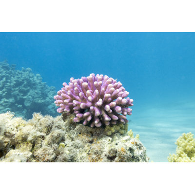 Récif de corail