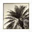 Art sur toile «Palm Tree Sepia I» par Debra Van Swearingen-655897362