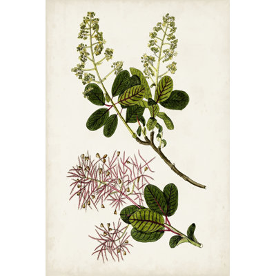 Antique Botanical Study II - Painting