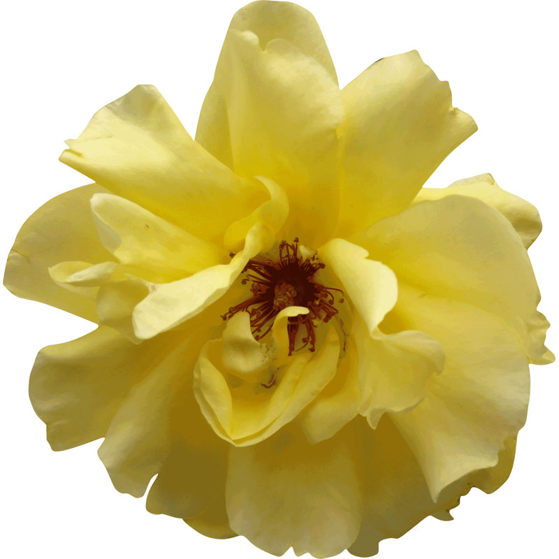 Adhésif décoratif rose Goulart, 24 po x 24 po
