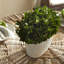 Thisbe 9'' Boxwood Topiary in Ceramic Pot
