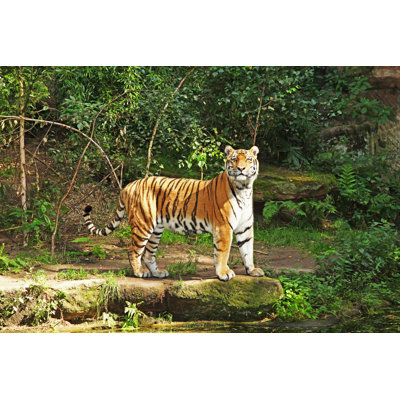 Tiger Looking by Edin - Print