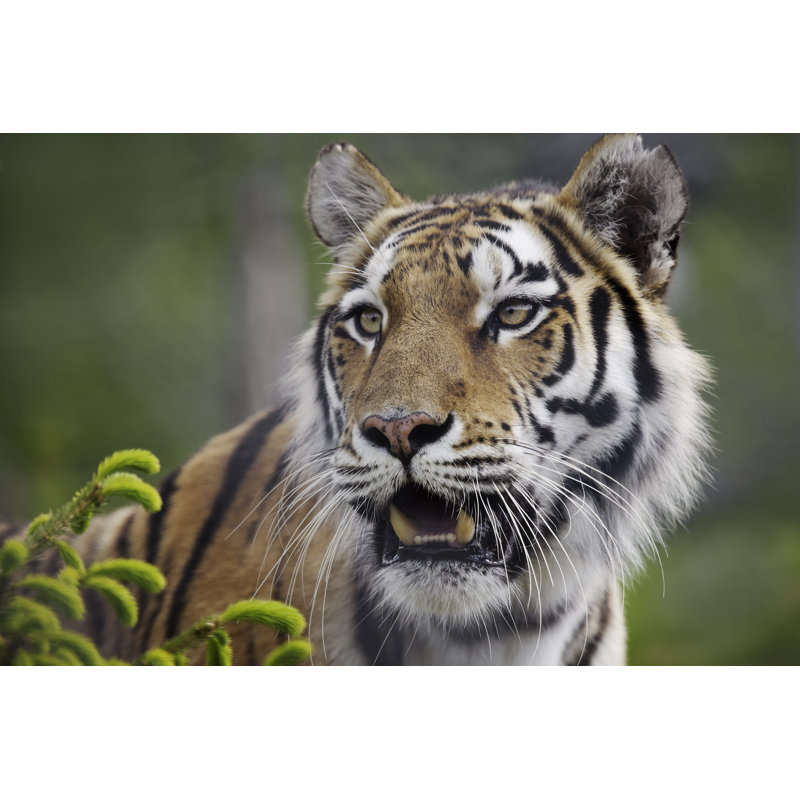 «Amur Tiger» par Lordrunar, H 24 po x l 36 po