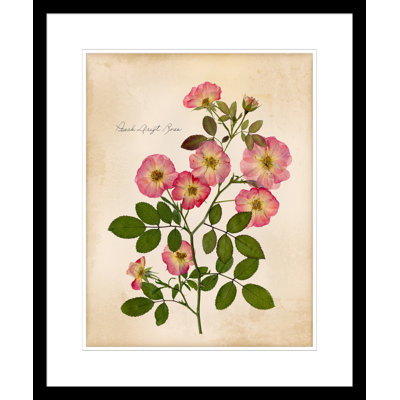 Peach Drift Rose Painting