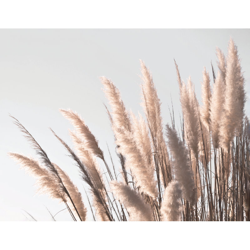 Golden Plant - photographie sur toile tendue, H 32 po x l 48 po