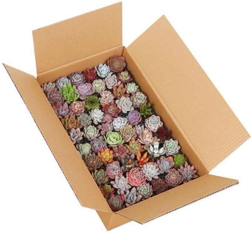 24 Fresh Live Succulents Bulk - Direct from Nursery, Well Packed for Safe Shipping