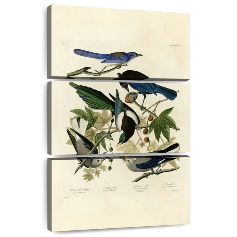 Assiette 362 d'oiseaux d'Amérique