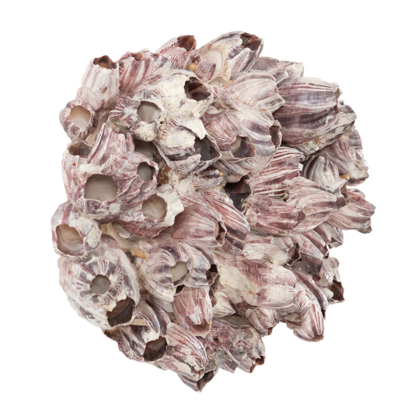 Barnacle Cluster Wall Art, LG