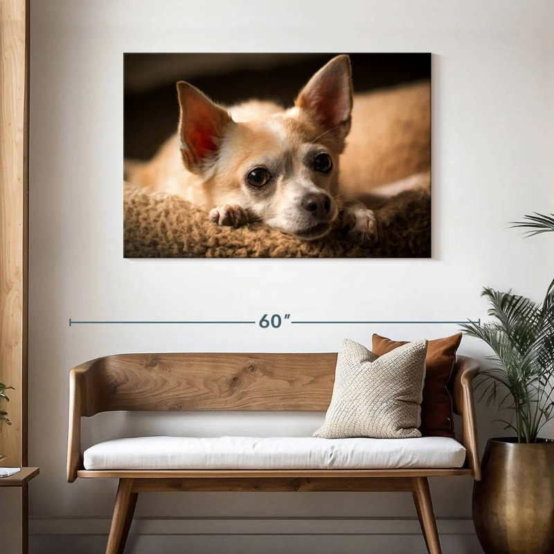 Brampt Resting Chihuahua