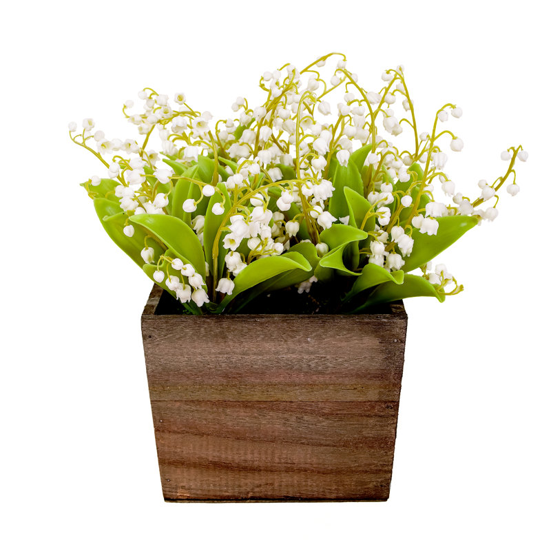 Muguet dans une boîte en bois, Blanc