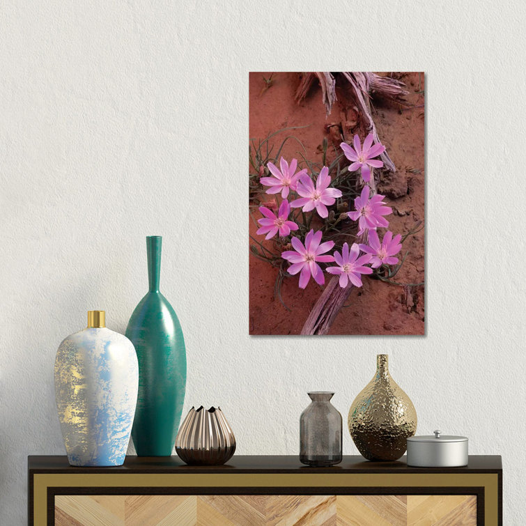 Desert Chicory Close Up Of Bloom, North America by Tim Fitzharris - Gallery-Wrapped Canvas Giclée on Canvas