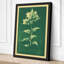 Pale Flowering Study Botanical - Wrapped Canvas-1496494553-1496494551