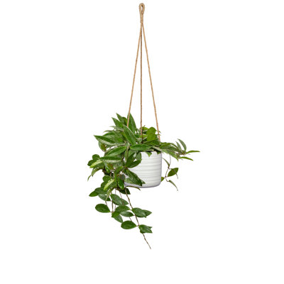 Grateron Ceramic Indoor Hanging Planter