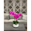 Orchids In A White Container With Rocks