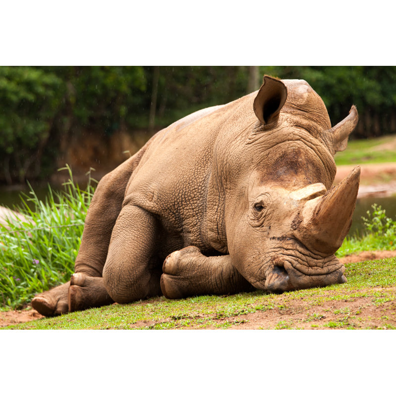 White Rhinoceros - Photographie sur toile tendue, H 12 po x l 18 po