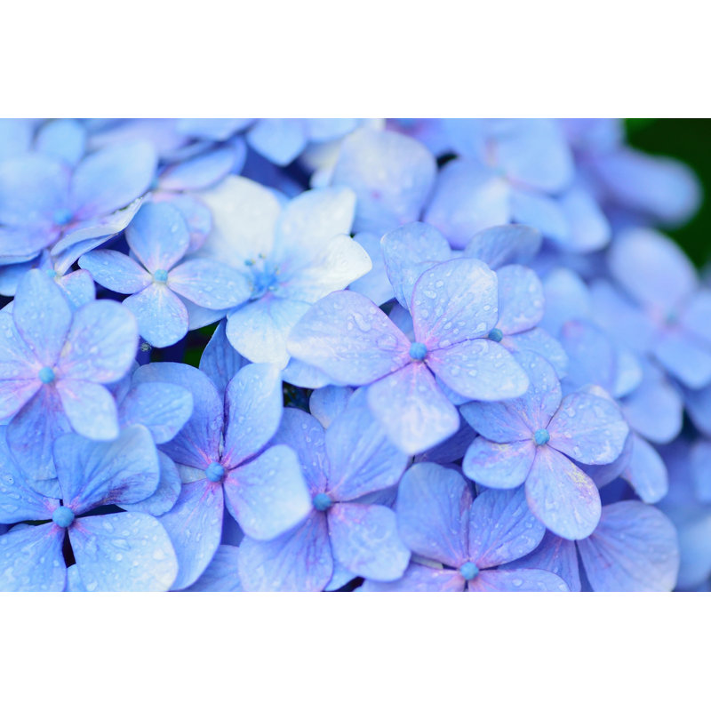 Fleurs d'hortensias - photographie sur toile tendue, H 20 po x l 30 po