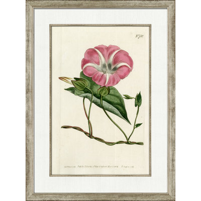 Moyen, rosé antique moyen II - peinture encadrée sur papier
