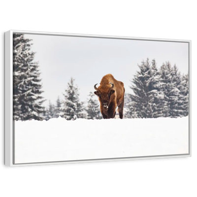 Bison aux champs d'hiver