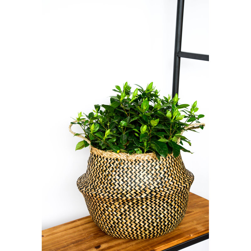 Duarte Seagrass Basket Planter, 30 cm H x 30 cm W x 26 cm D