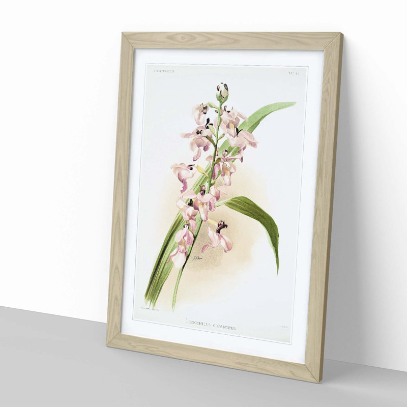 Magnolia Flowers Illustration Tab. 80 by Frederick Sander - Picture Frame Painting Print, Oak, 76cm H x 50cm W x 2cm D
