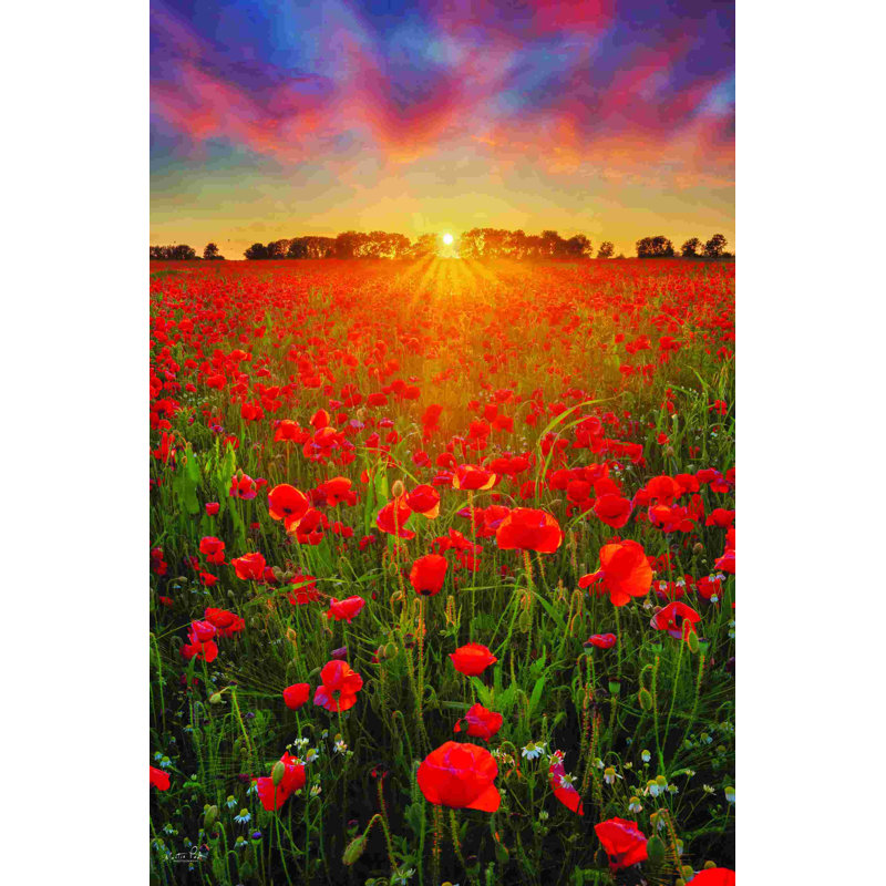 Coquelicots au coucher du soleil, H 18 po x l 12 po, Non, Toile tendue
