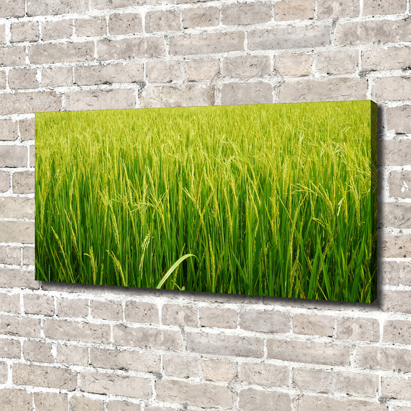 Rice Field - Wrapped Canvas Print, Canvas, 70cm H x 140cm W