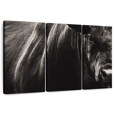 Brampt Black Angus Bull Close Up