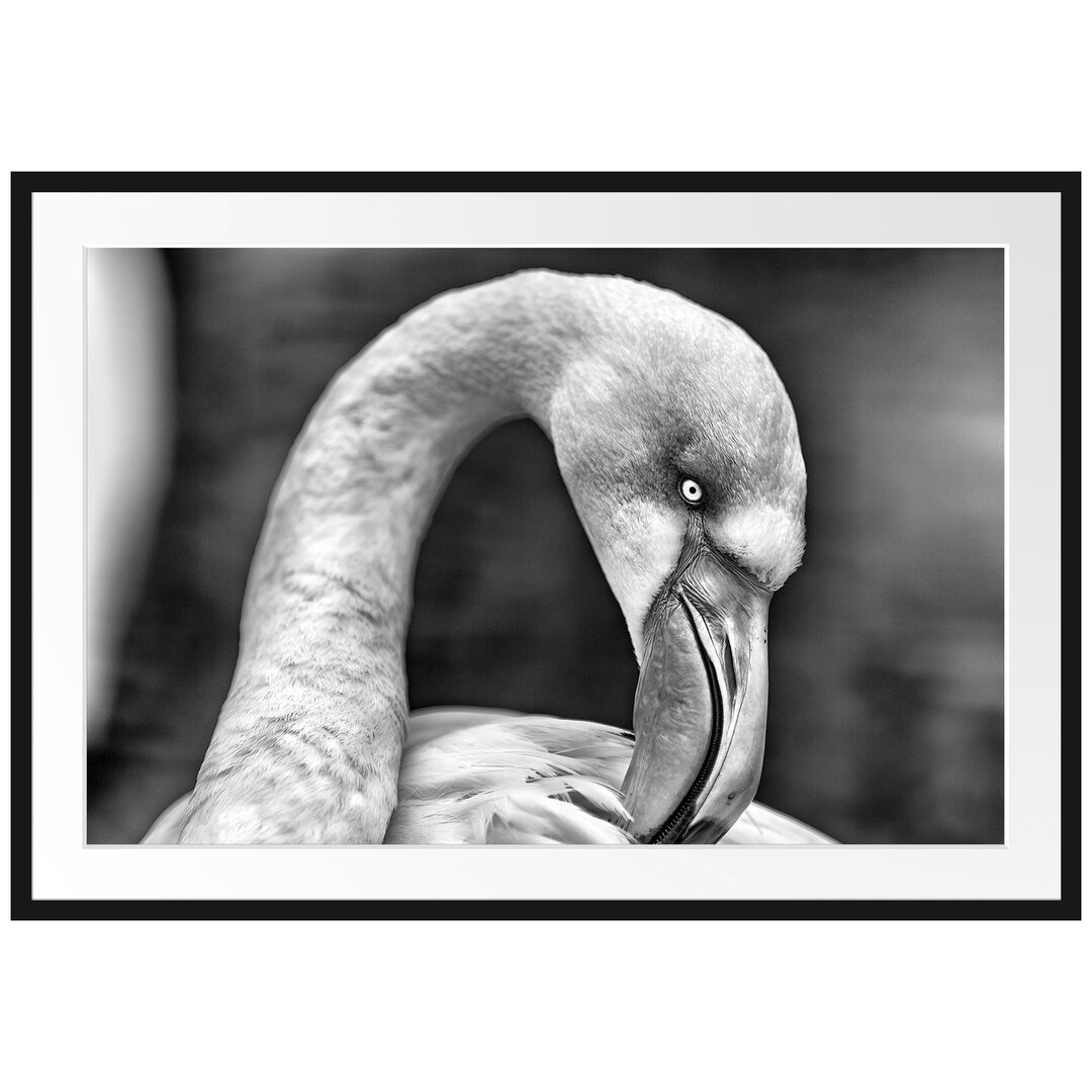 Gerahmtes Poster Flamingo beim Putzen