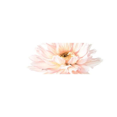 Blush Pink Dahlia I by Christine Zalewski - Wrapped Canvas Panoramic Print