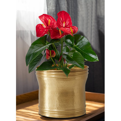 Pot de fleurs en laiton Hatchett