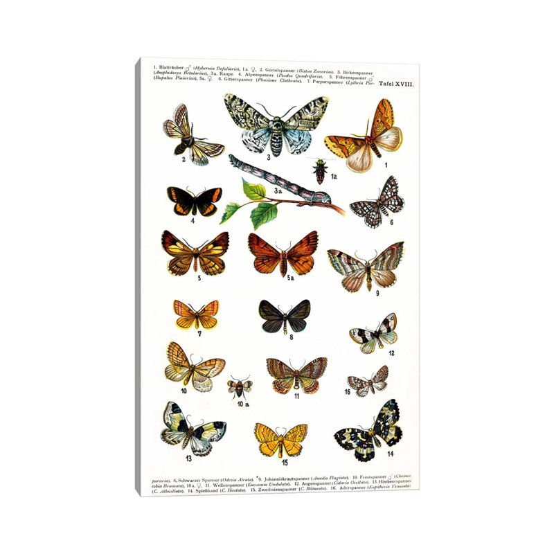 European Butterflies - Wrapped Canvas Print, 66.04 cm H x 45.72 cm W x 1.91 cm D