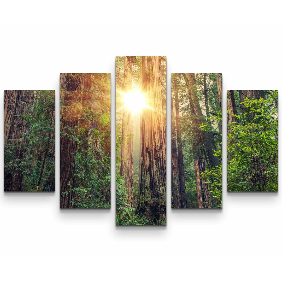 5-tlg. Leinwandbilder-Set Redwood Forest mit Sonnenstrahlen