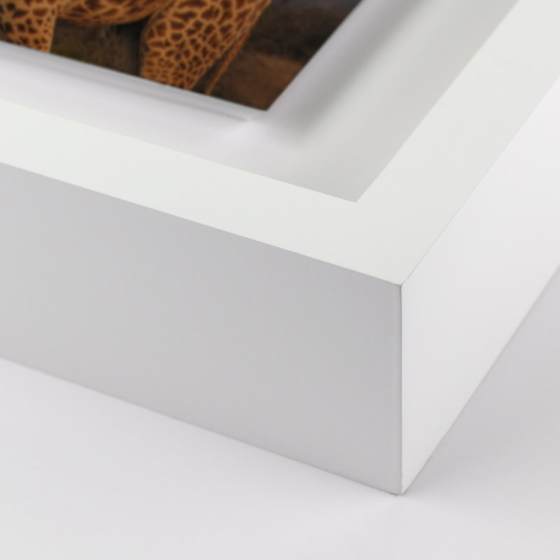 Giraffe 3 by Jade Hammer, White, 24" H x 18" W x 1.5" D