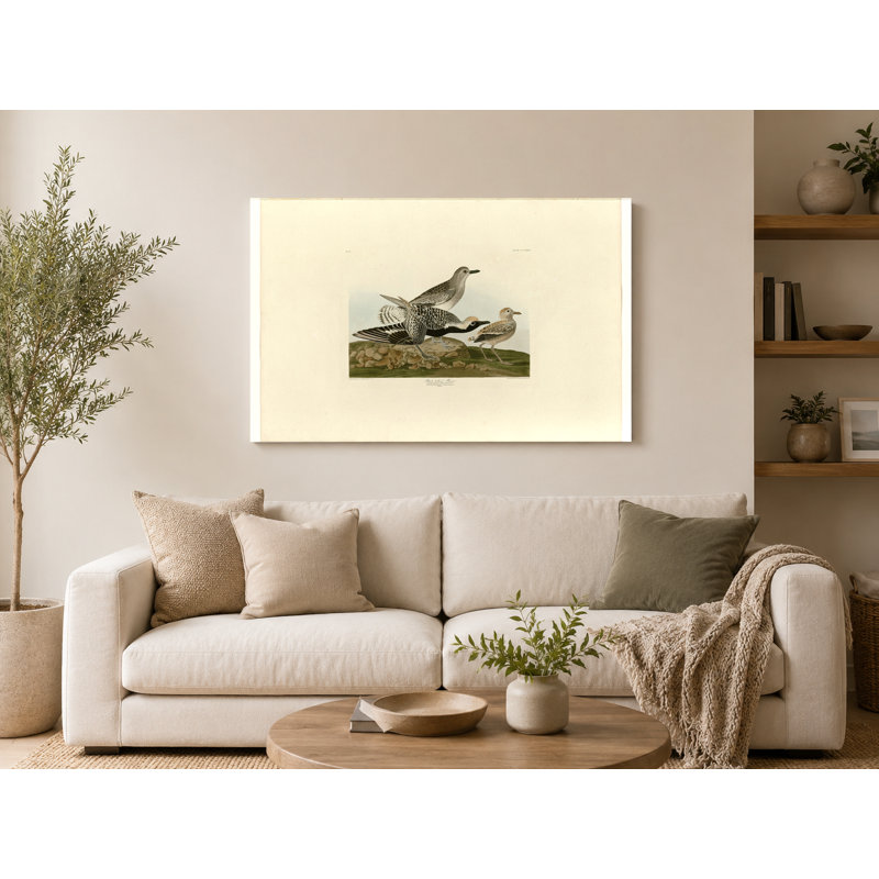 Pluvier à ventre noir, planche 334 - Paysage, art mural sur toile, 14" W x 11" H
