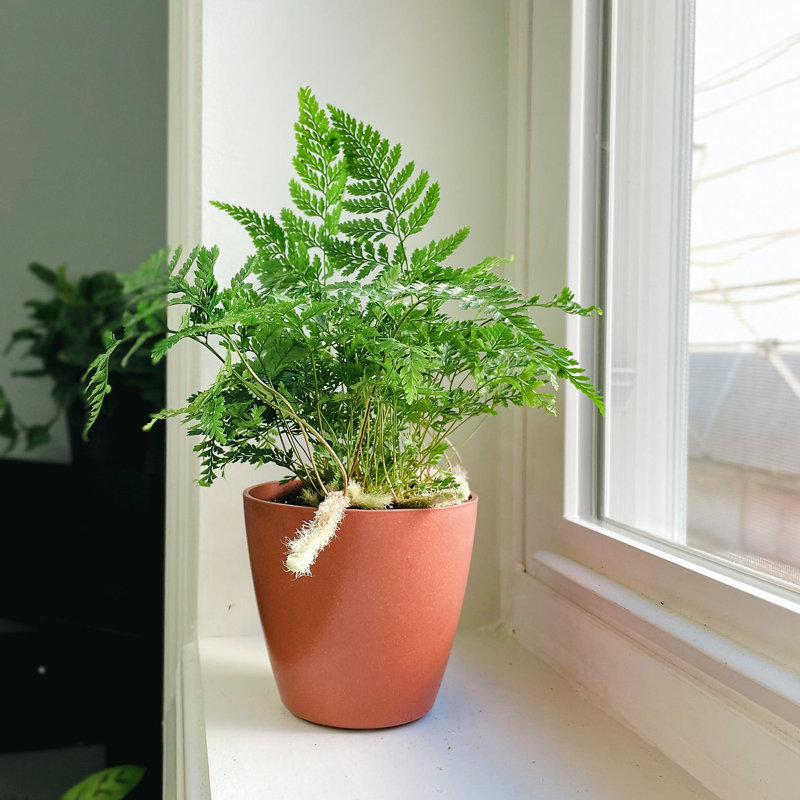Live Rabbit's Foot Fern Plant