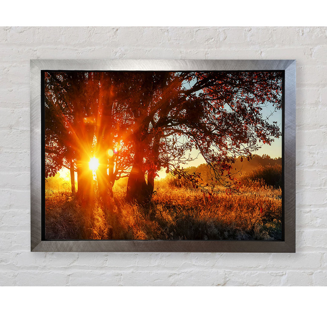 Roter Sun Burst Baum - Druck