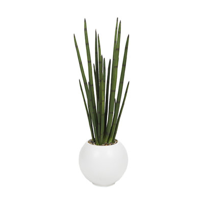 Snake Plant in White Porter Planter