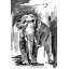Asian Elephant by Rachel Byler - Wrapped Canvas Painting-904718278