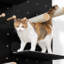 Wall-mounted Cat Shelve Climber Set
