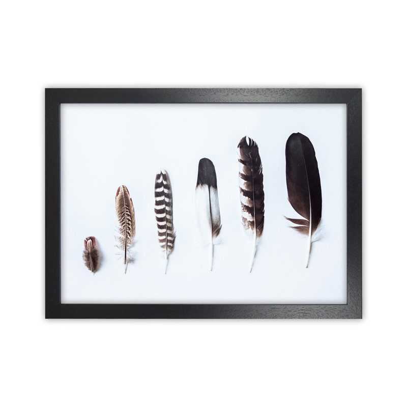 Feathers II by Victoria Frost - Print, 25cm H x 34cm W x 3cm D, Black Framed