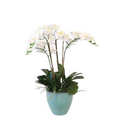 Orchidées phalaenopsis dans un bol bleu