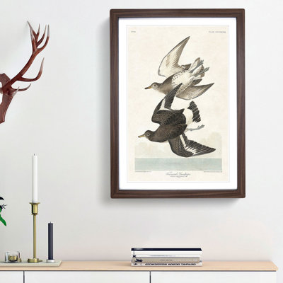 Flying Sandpiper Birds by John Audubon - Framed Print