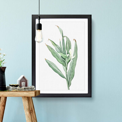 White Garland Lily Flower by Pierre-Joseph Redoute - Picture Frame Art Prints